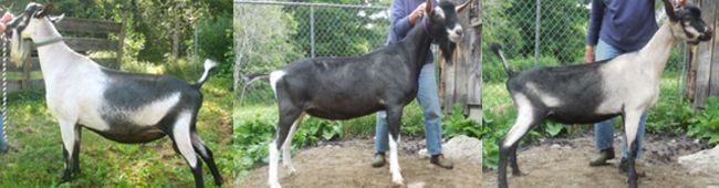 Roeburn Bucks Rotator